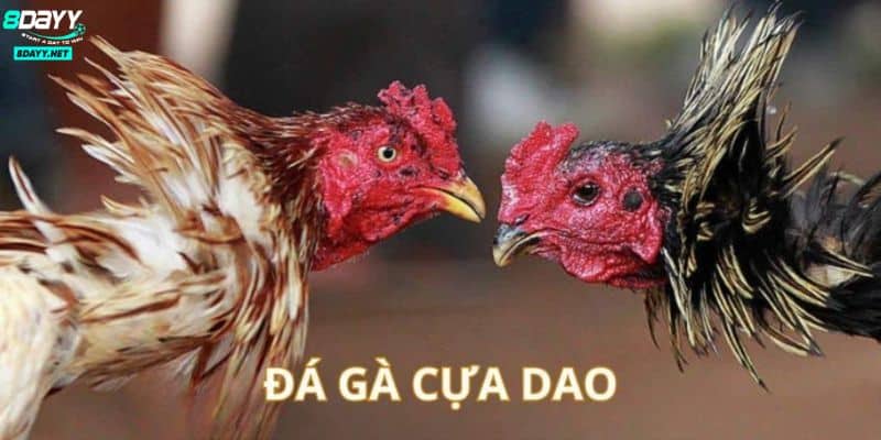 Bộ Môn Đá Gà Cựa Dao Máu Lửa Thu Hút Nhiều Lượt Tham Gia