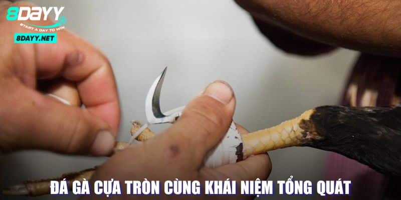 Khái quát về hình thức đấu cựa tròn