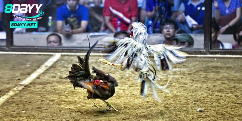 Đá gà Peru – Một Truyền Thống Độc Đáo Với Trận Đấu Kịch Tính